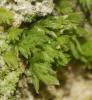  Fissidens gracilifolius Brugg.-Nann. & Nyholm, 1986