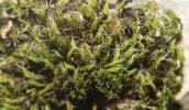  Grimmia dissimulata E.Maier, 2002