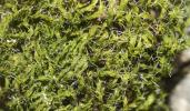  Grimmia dissimulata E.Maier, 2002