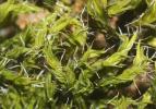  Grimmia dissimulata E.Maier, 2002