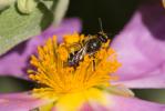  Lasioglossum bimaculatum (Dours, 1872)