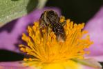  Lasioglossum bimaculatum (Dours, 1872)