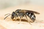  Lasioglossum bimaculatum (Dours, 1872)