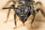  Lasioglossum bimaculatum (Dours, 1872)