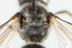  Lasioglossum bimaculatum (Dours, 1872)