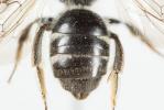  Lasioglossum bimaculatum (Dours, 1872)