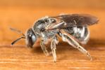 Lasioglossum bimaculatum (Dours, 1872)