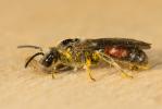 Lasioglossum nigripes (Lepeletier, 1841)