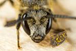  Lasioglossum nigripes (Lepeletier, 1841)