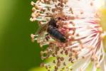  Lasioglossum interruptum (Panzer, 1798)