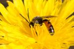  Lasioglossum calceatum (Scopoli, 1763)