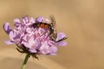  Lasioglossum calceatum (Scopoli, 1763)