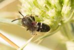  Lasioglossum interruptum (Panzer, 1798)