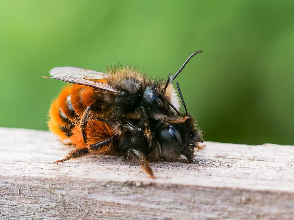 Osmia cornuta (Latreille, 1805)