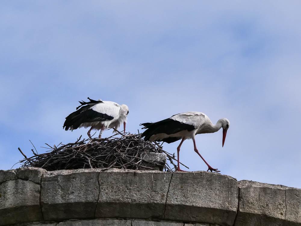 Cigogne blanche Ciconia ciconia (Linnaeus, 1758)