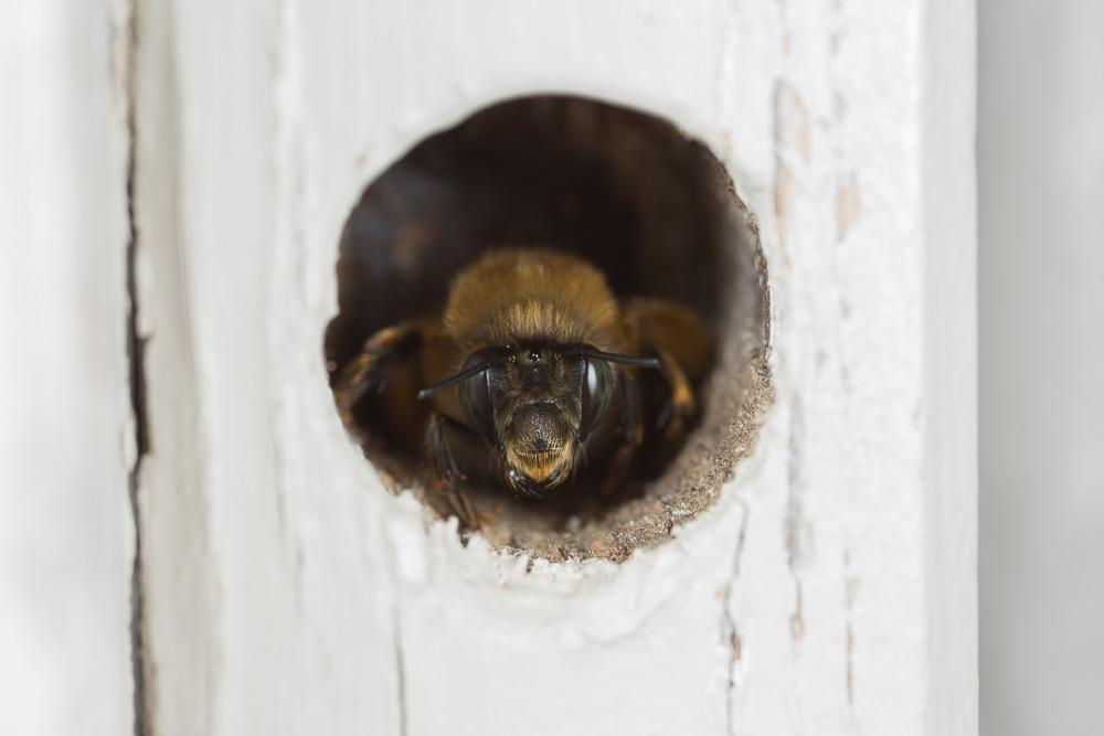 Anthophore commune, Anthophore plumeuse, Anthophor Anthophora plumipes (Pallas, 1772)