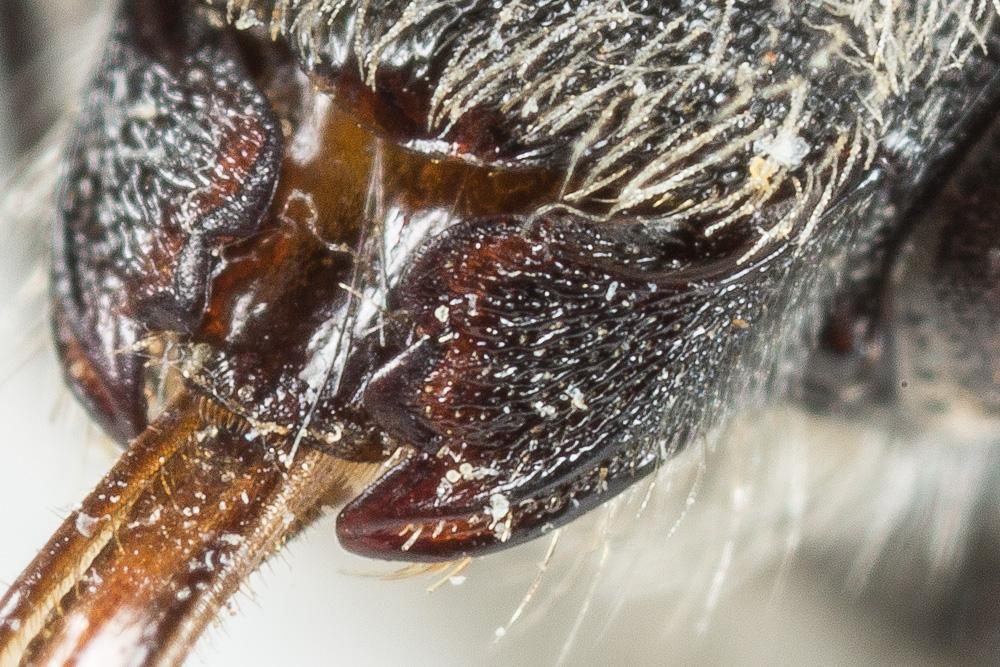 Hoplitis antigae (Pérez, 1895)