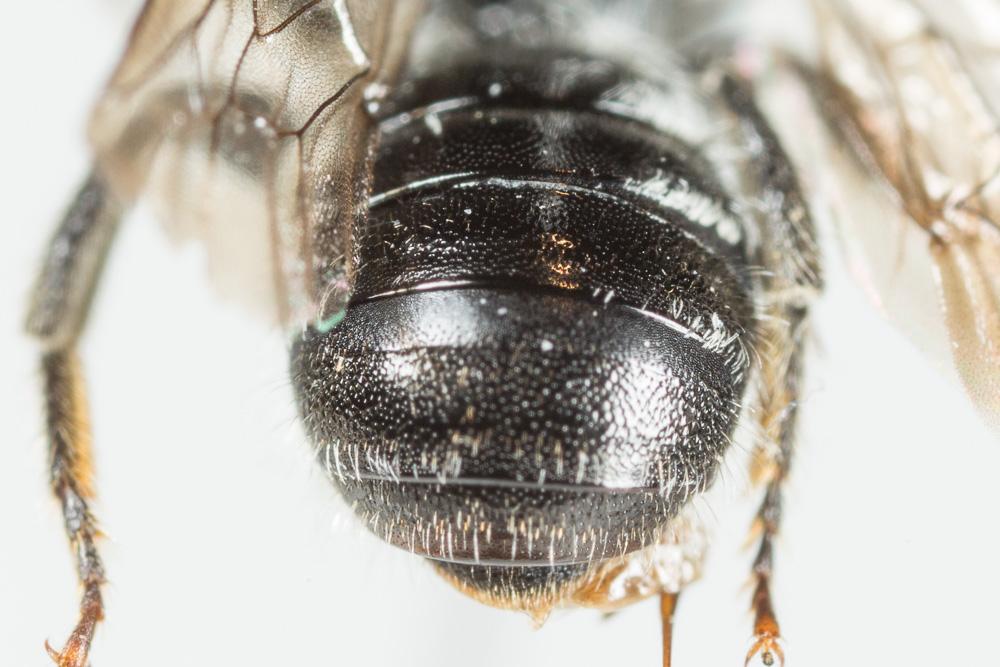  Hoplitis claviventris (Thomson, 1872)