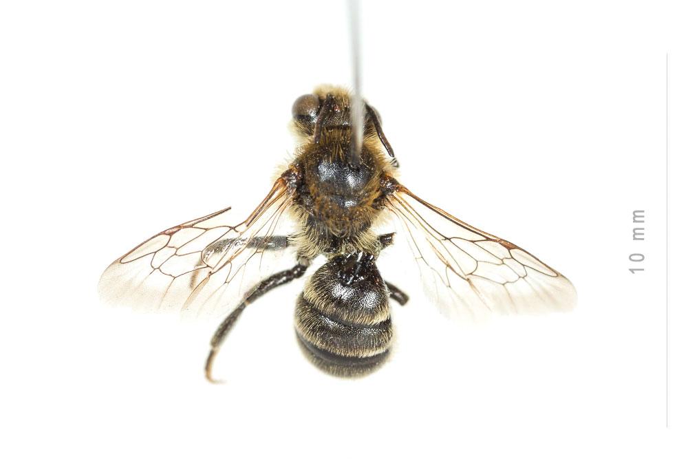 Hoplitis claviventris (Thomson, 1872)
