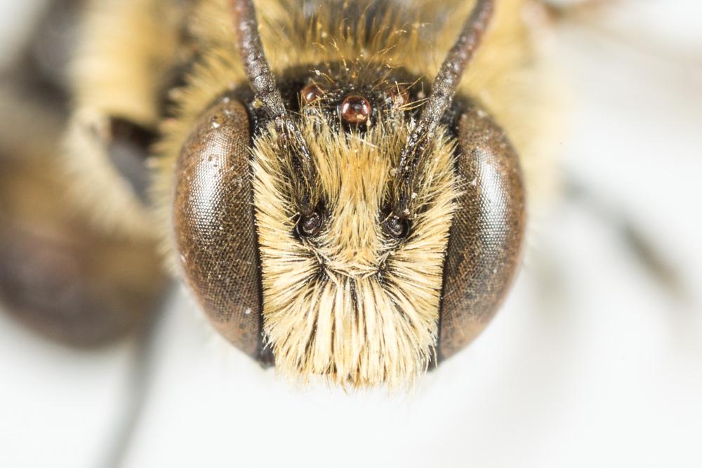 Hoplitis claviventris (Thomson, 1872)