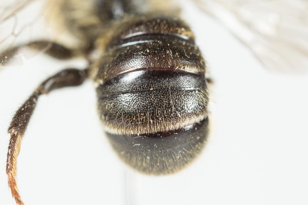  Hoplitis claviventris (Thomson, 1872)