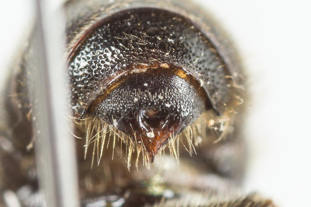  Hoplitis claviventris (Thomson, 1872)