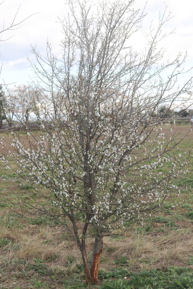 Prunier myrobolan, Myrobolan Prunus cerasifera Ehrh., 1784