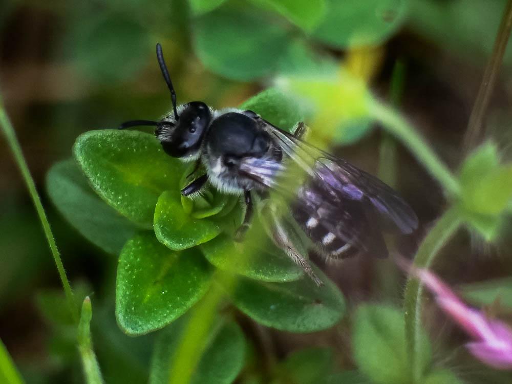  Lasioglossum sexnotatum (Kirby, 1802)