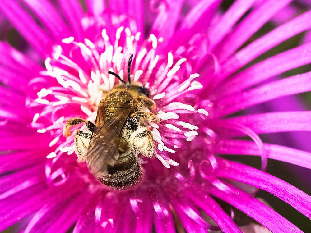  Seladonia subaurata (Rossi, 1792)