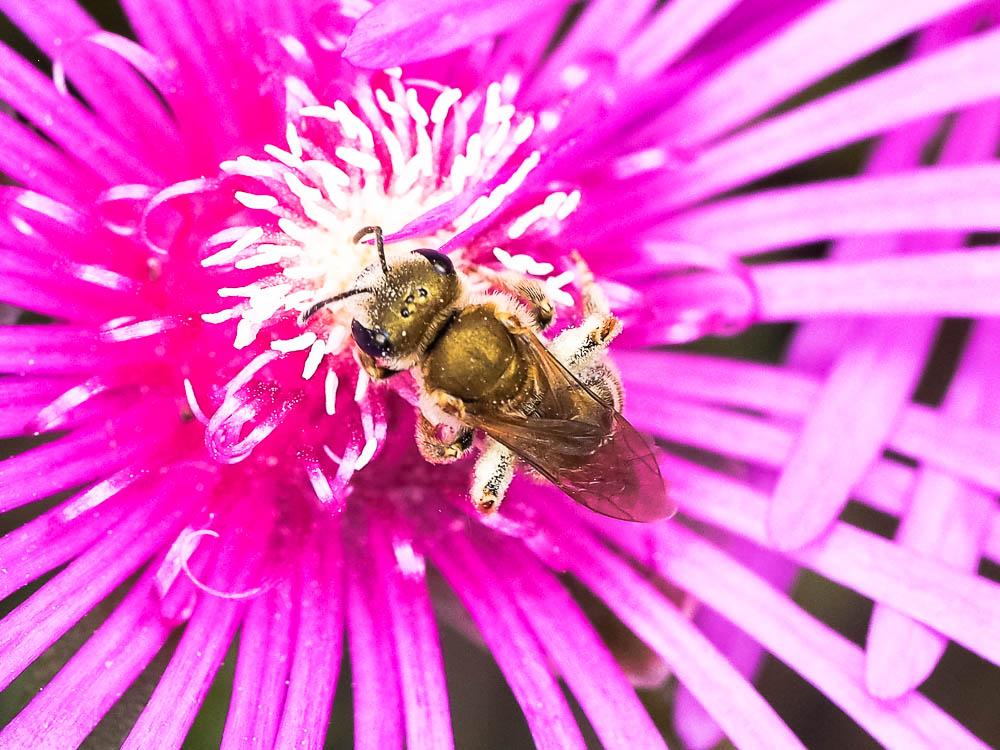  Seladonia subaurata (Rossi, 1792)