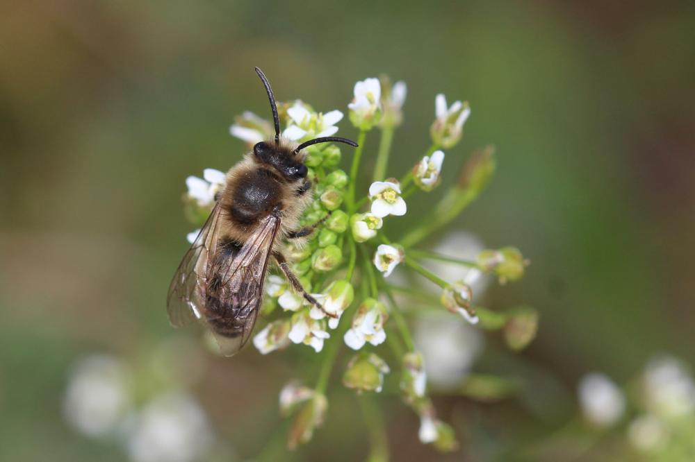 Colletes cunicularius (Linnaeus, 1760)