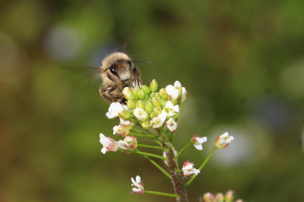 Colletes cunicularius (Linnaeus, 1760)