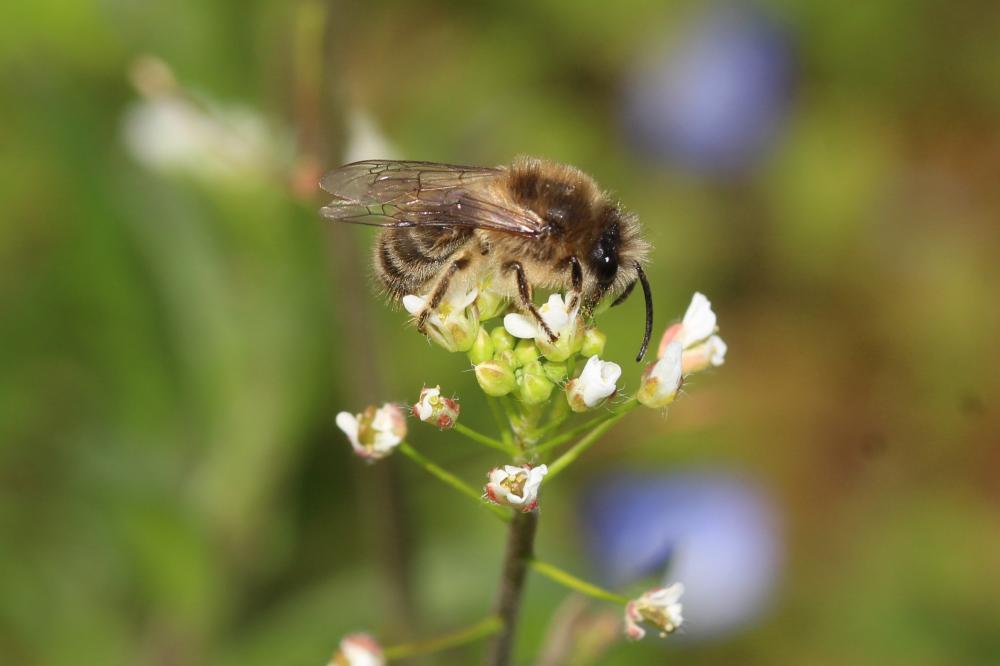 Colletes cunicularius (Linnaeus, 1760)
