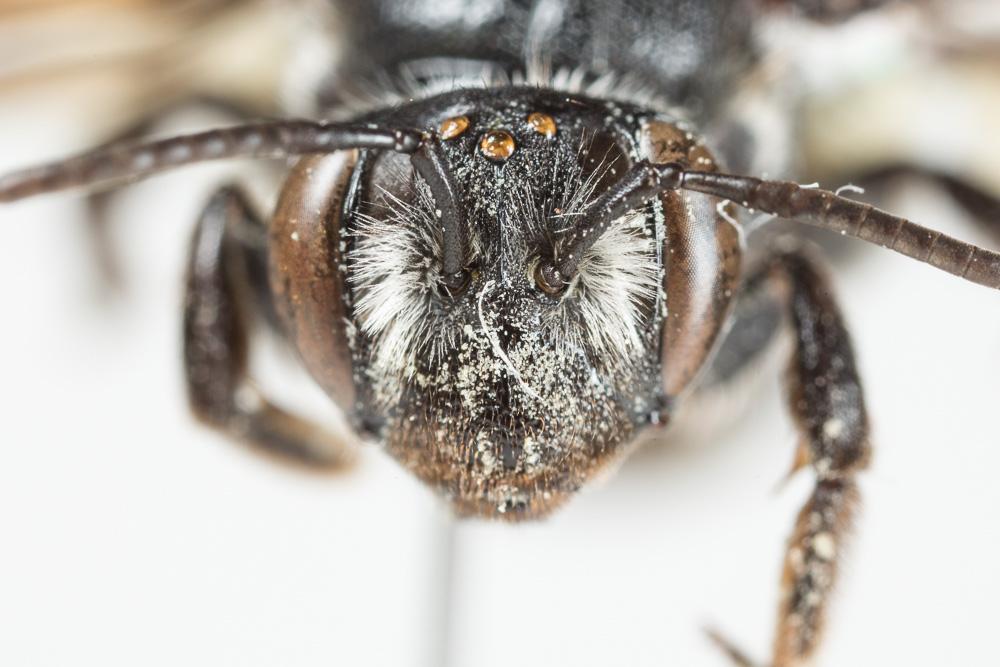  Andrena afrensis Warncke, 1967