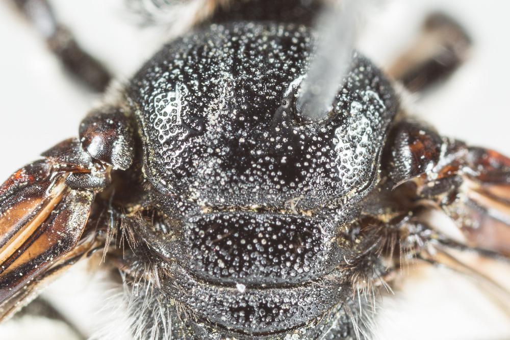 Andrena afrensis Warncke, 1967