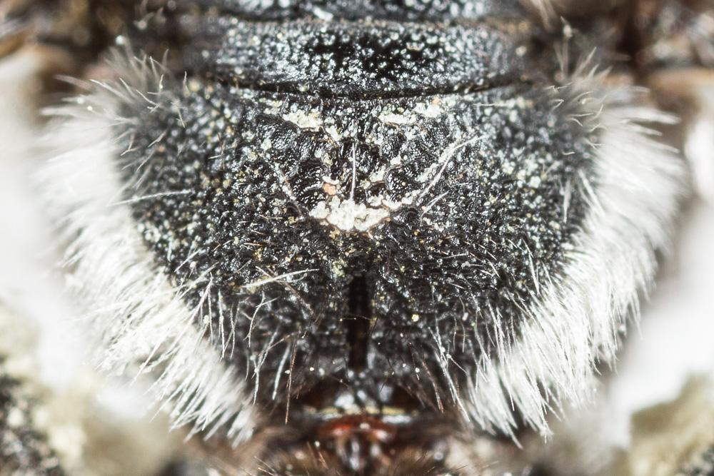  Andrena afrensis Warncke, 1967