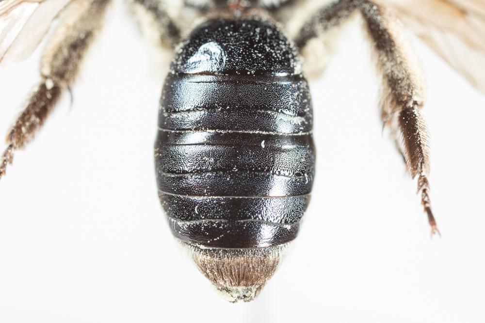 Andrena afrensis Warncke, 1967