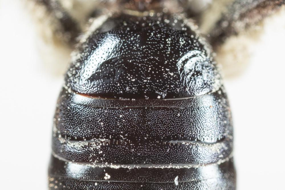 Andrena afrensis Warncke, 1967