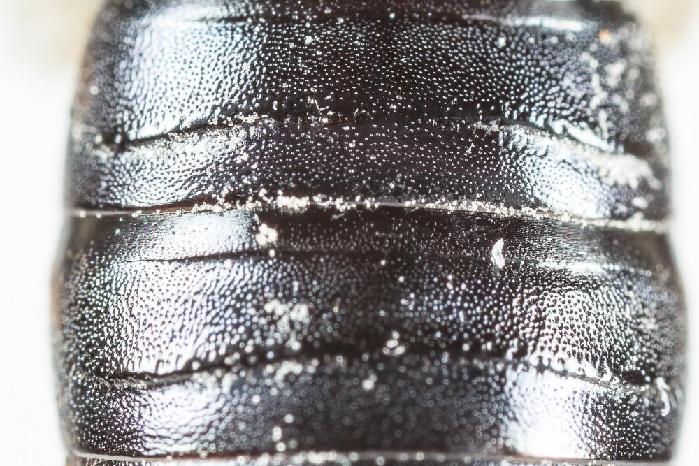 Andrena afrensis Warncke, 1967