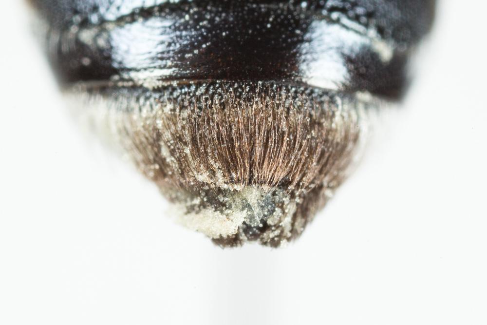 Andrena afrensis Warncke, 1967