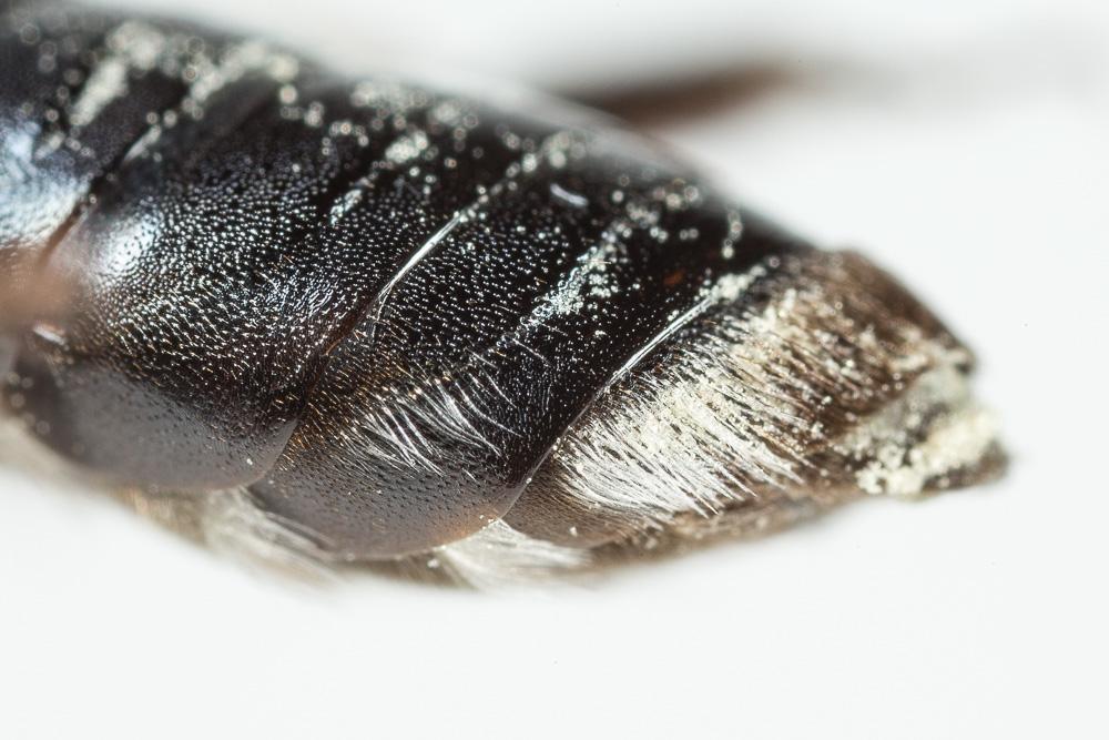 Andrena afrensis Warncke, 1967