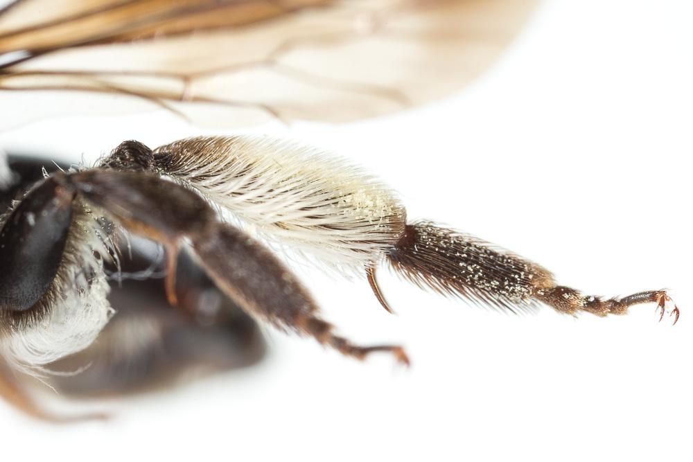 Andrena afrensis Warncke, 1967