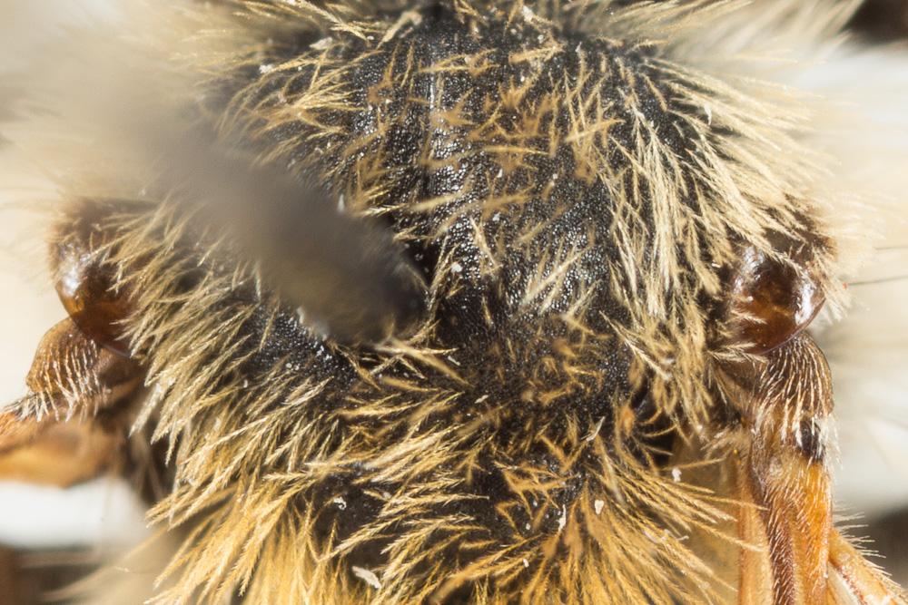 Andrena angustior (Kirby, 1802)