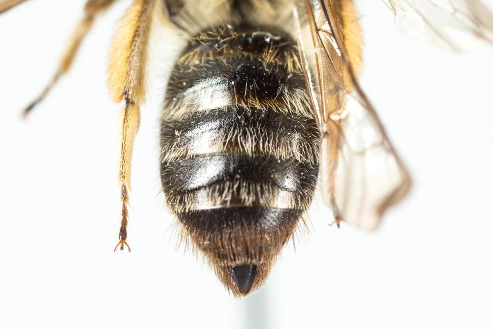  Andrena angustior (Kirby, 1802)