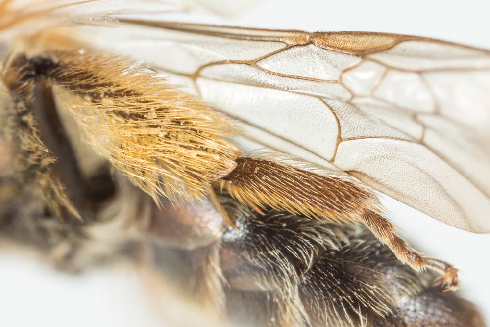 Andrena angustior (Kirby, 1802)