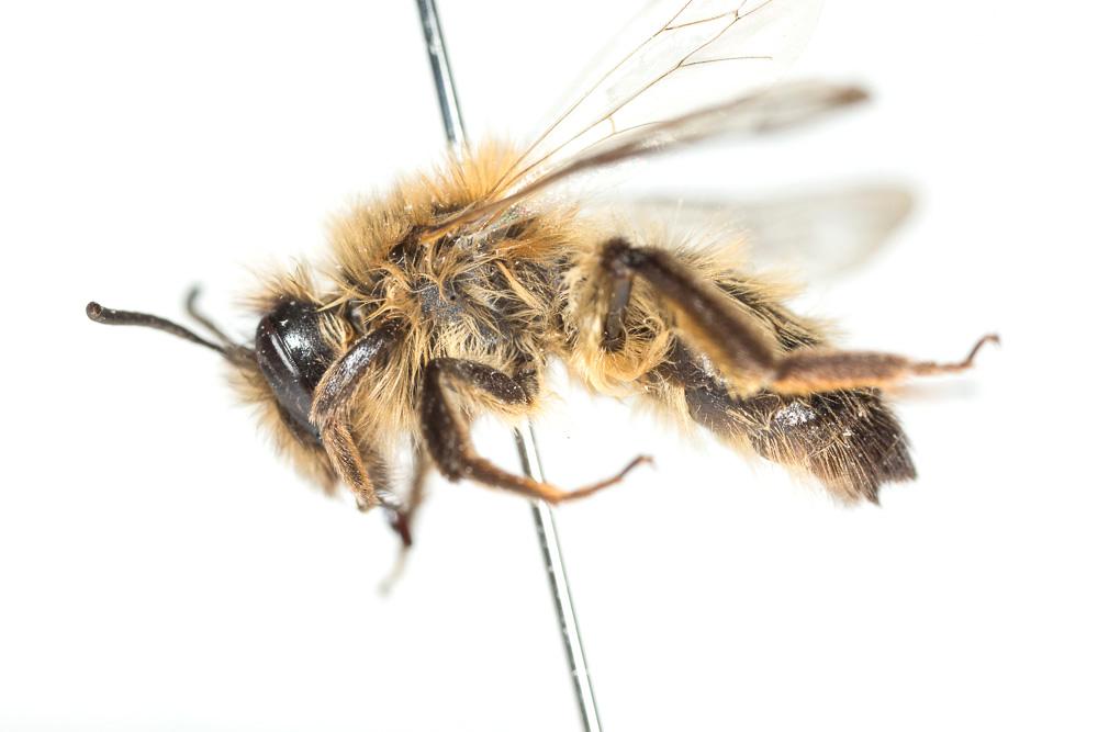 Andrena apicata Smith, 1847