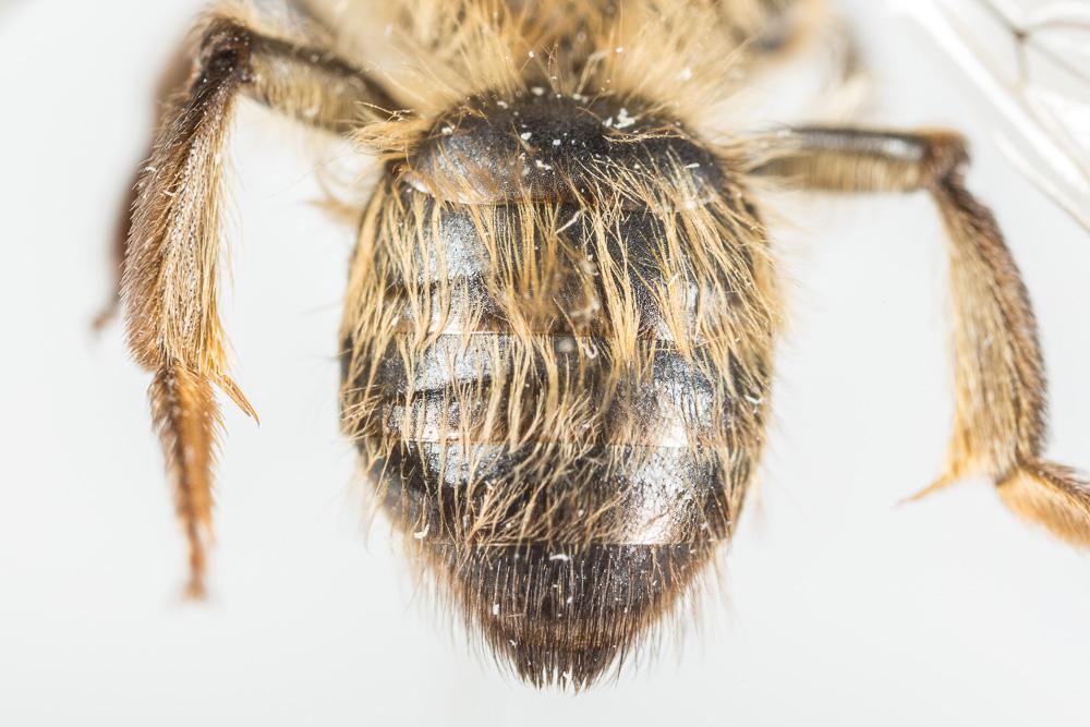  Andrena apicata Smith, 1847