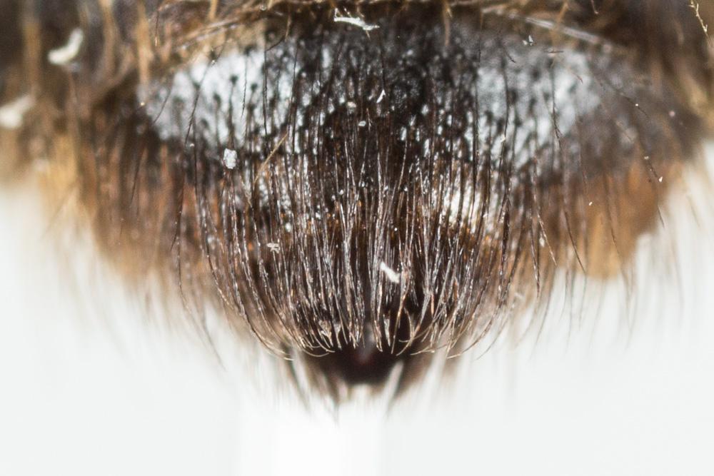 Andrena apicata Smith, 1847