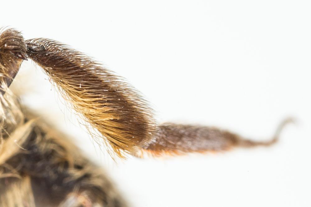 Andrena apicata Smith, 1847