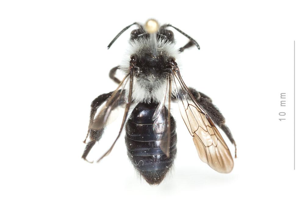 Andrena barbareae Panzer, 1805
